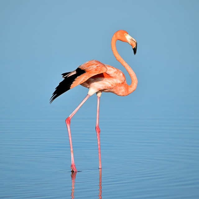 Pinker Flamingo nah