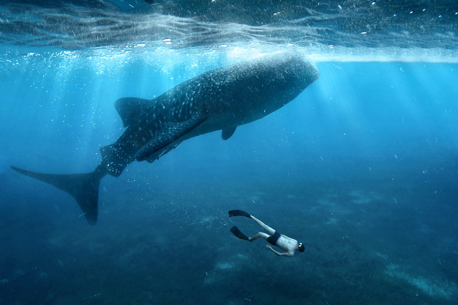 Schwimmen mit Walhaien
