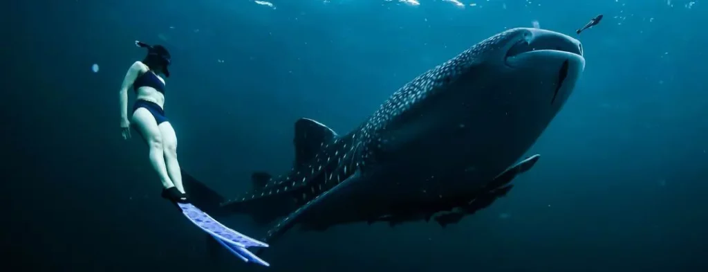 Holbox in Mexico schwimmen mit Walhaien